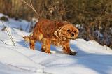 CAVALIER KING CHARLES 442